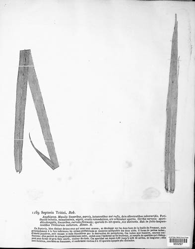 Zymoseptoria tritici image